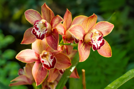 Cymbidium orchid in a tropical garden close up.の写真素材