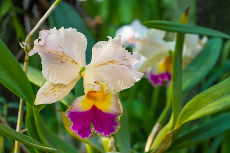 Cattleya orchid in the morning African jungle.