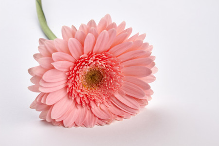 Beautiful delicate gerbera on a white background. Pink flower close-up.の写真素材