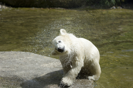 Little Polar Bear shakes himselfの写真素材