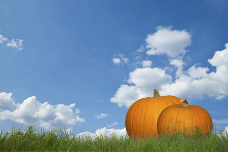 Two gourds lie in the green grassの写真素材