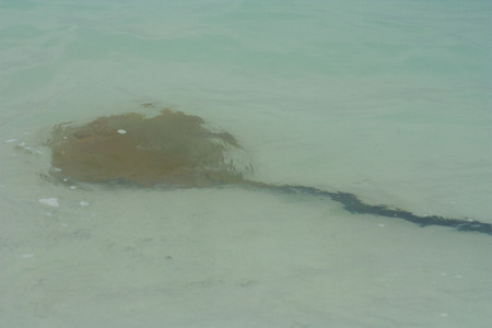 Rays in the water