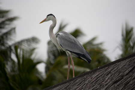 Stork is sitting on a thatched roofの写真素材