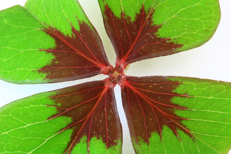 4 leafy shamrock