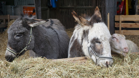 Two donkeys in the stableの写真素材