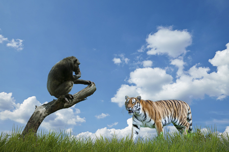 sitting monkey on a branch with a tigerの写真素材