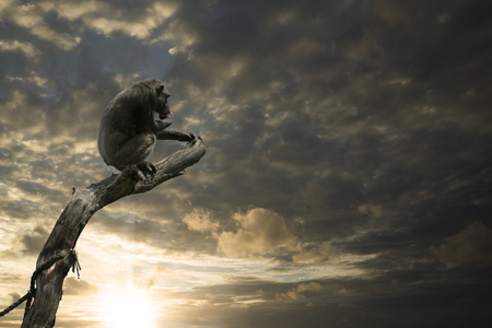 sitting monkey on a branchの写真素材