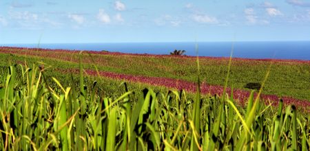  fields flowered of sugar canesの写真素材