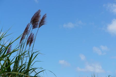 insane grasses, sugar canes in flowers on bottom blue sky, の写真素材