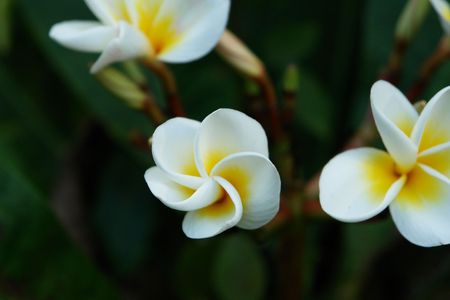 tropical flowers of paradise, flowers of frangipanyの写真素材