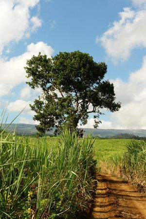 tropical landscape, tree in fields of canes, の写真素材