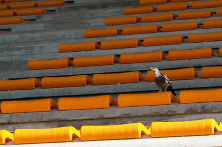 loneliness of the spectator, bird and symbol of loneliness の写真素材