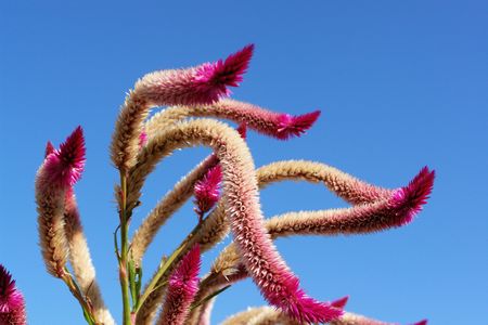 two-tone tropical flower in the shape of undulating stem, 