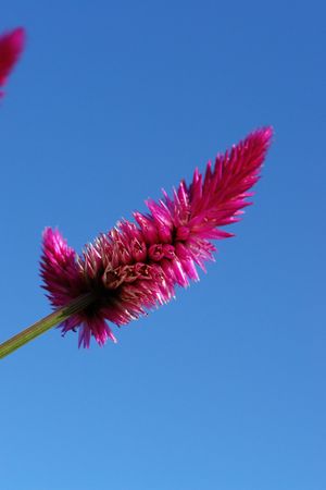 tropical flower in the shape of stem,の写真素材