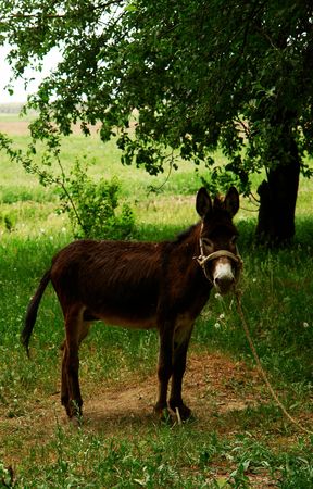 donkey alone in the countrysideの写真素材