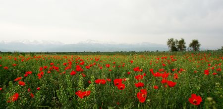 field of poppy in kazakhstanの写真素材
