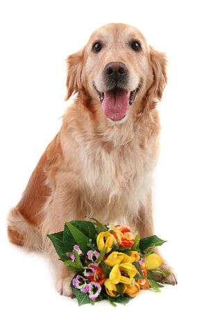 romantic dogの写真素材
