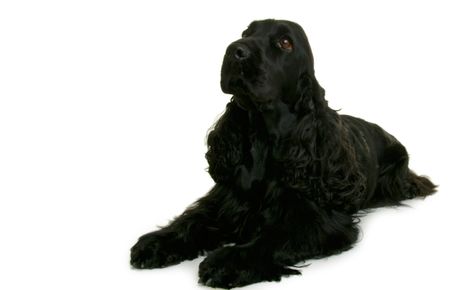 black cockerの写真素材