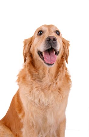 golden retrieverの写真素材
