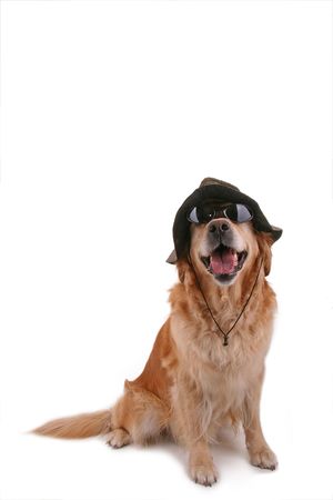 dog with sunglasses and hatの写真素材