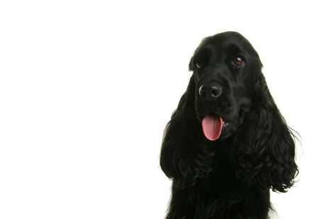 black cocker
