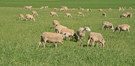 sheep in farmの写真素材