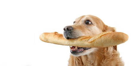 dog and breadの写真素材