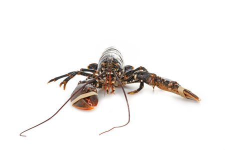 lobsterの写真素材