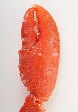 lobster clawの写真素材