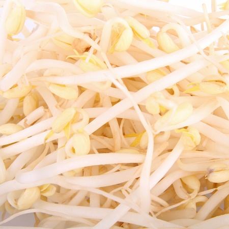 clsoeup on soy bean sproutの写真素材