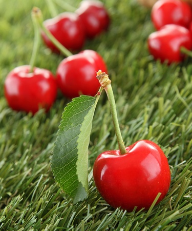 cherry
