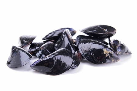 isolated mussel
