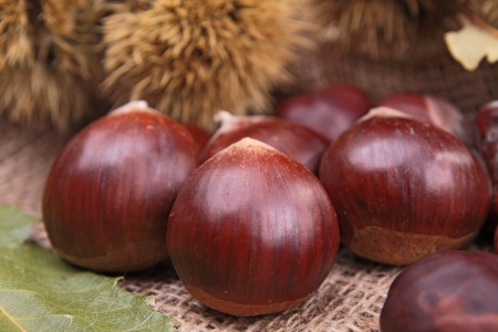 chestnutの写真素材