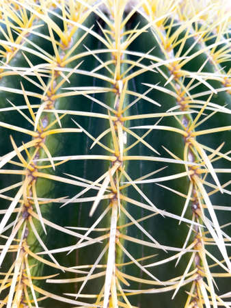 close up on cactus- macroの写真素材