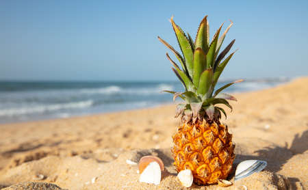 pineapple on the beach - tropical conceptの写真素材