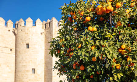 Cordoba- city landscape and prange treeの写真素材