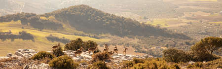 Andalusia landscape and ibex ibex- panorama landscape in Spainの写真素材
