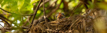 baby birds in nestの写真素材