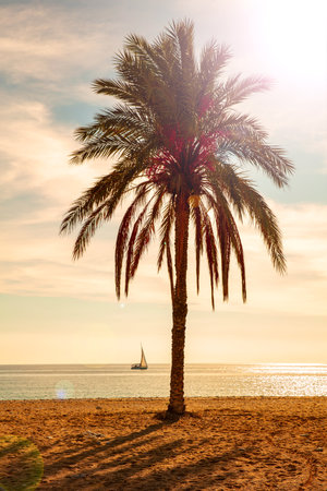 palm tree on beach, sea and boat at sunsetの写真素材