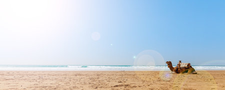 Camel on the beach in Moroccoの写真素材