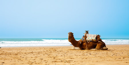 camel on the beach in Moroccoの写真素材