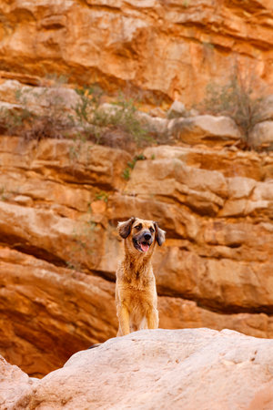 Moroccan dog in canyon- Moroccoの写真素材