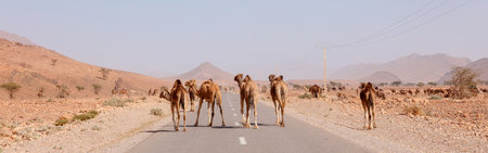 camel crossing the road in desert- Moroccoの写真素材
