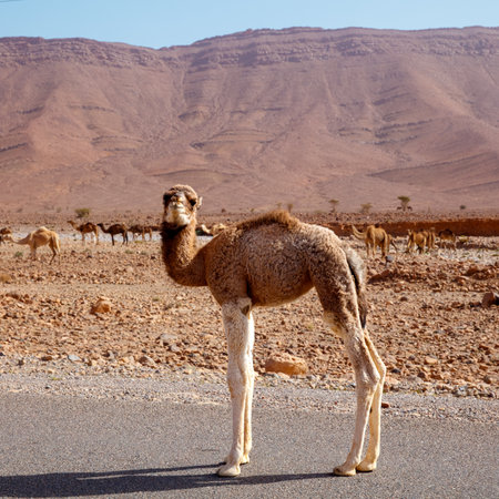 baby camel in desert landscape in Moroccoの写真素材