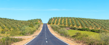 straight line road in vineyard landscape- Spainの写真素材