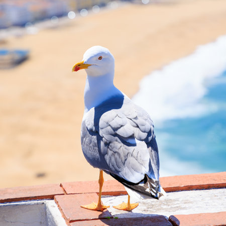 Beautifull seagull standing in front of the seaの写真素材