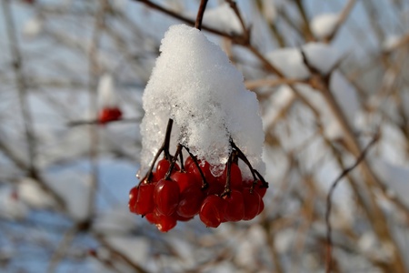 Winterの写真素材