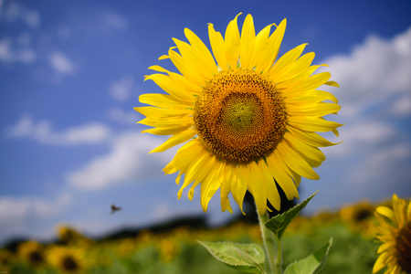 beautiful sunflower with very clear bright skyの写真素材