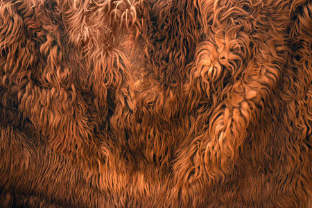 Sheepskinの写真素材