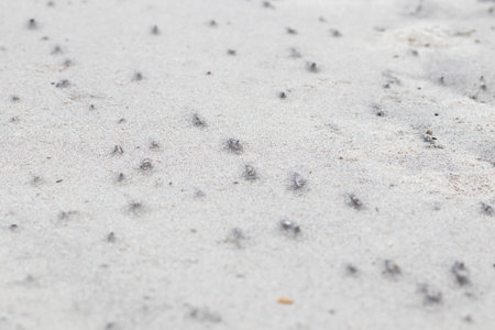 Background with gray sand of the sea.の写真素材